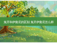 鬼牙和伊势尼的区别 鬼牙伊势尼怎么样